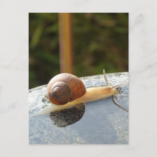 Refreshing Snail ポストカード (正面)