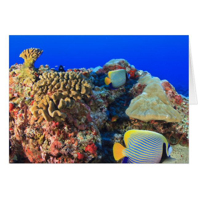 Regal Angelfish Pygoplites diacanthus)、 (正面横)