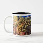 Regal Angelfish Pygoplites diacanthus)、 ツートーンマグカップ (左)