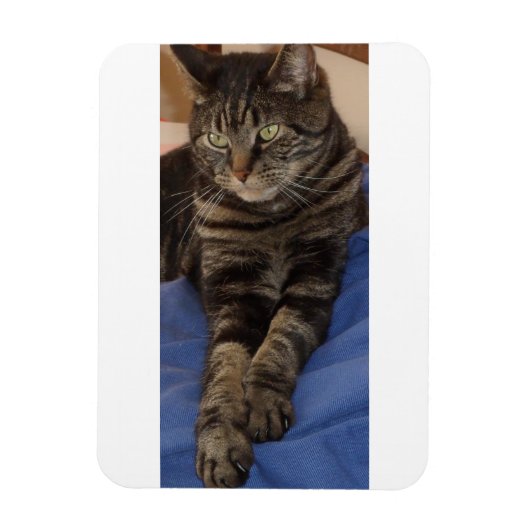 Regal Dave 3"x4"フォトマグネット マグネット (縦)