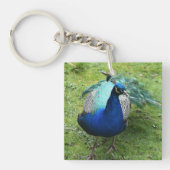 Regal Peacock Power  キーホルダー (正面)