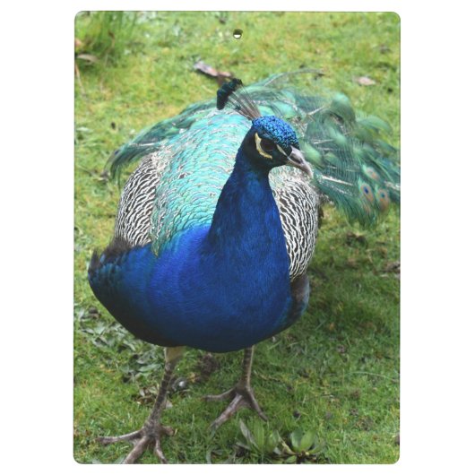 Regal Peacock Power クリップボード (裏面)