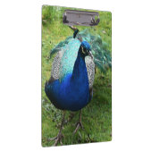 Regal Peacock Power クリップボード (右)