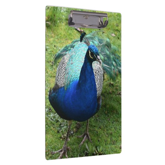 Regal Peacock Power クリップボード (右)