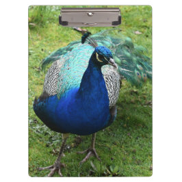 Regal Peacock Power クリップボード