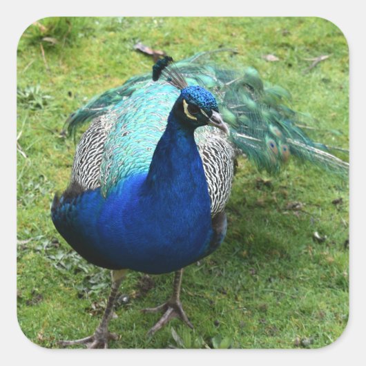 Regal Peacock Power  スクエアシール (正面)