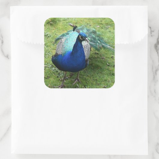 Regal Peacock Power  スクエアシール (バッグ)