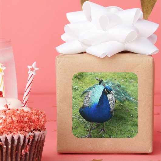 Regal Peacock Power スクエアシール (パーティー)