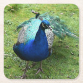 Regal Peacock Power  スクエアペーパーコースター (正面)