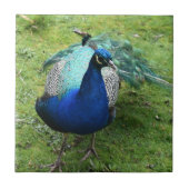 Regal Peacock Power  タイル (正面)