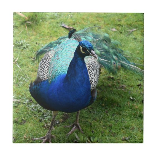 Regal Peacock Power  タイル (正面)