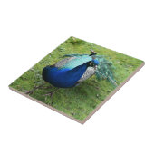 Regal Peacock Power  タイル (側面)