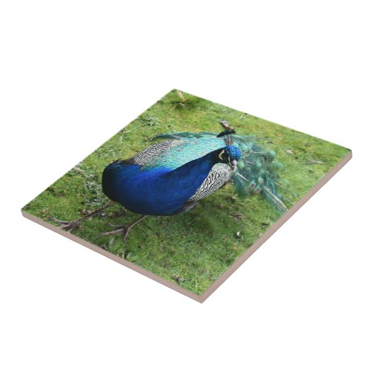 Regal Peacock Power  タイル (側面)