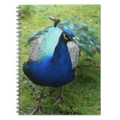 Regal Peacock Power ノートブック (正面)