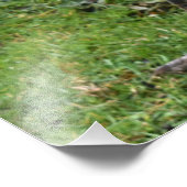 Regal Peacock Power フォトプリント (角)