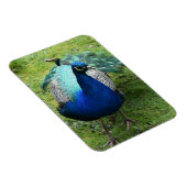 Regal Peacock Power マグネット (右側)