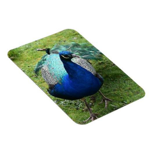 Regal Peacock Power マグネット (右側)
