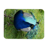 Regal Peacock Power マグネット (横)