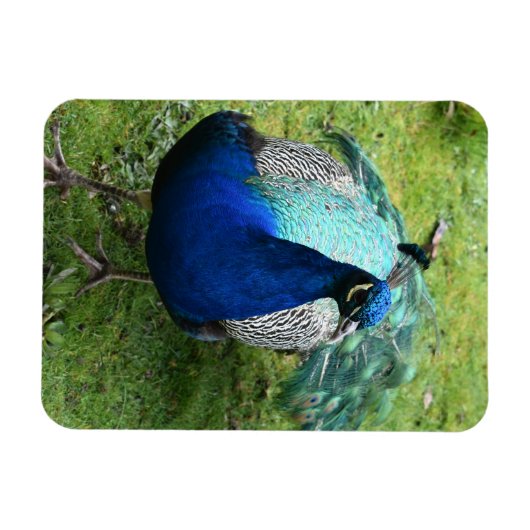 Regal Peacock Power マグネット (横)