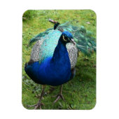 Regal Peacock Power マグネット (縦)
