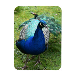 Regal Peacock Power マグネット