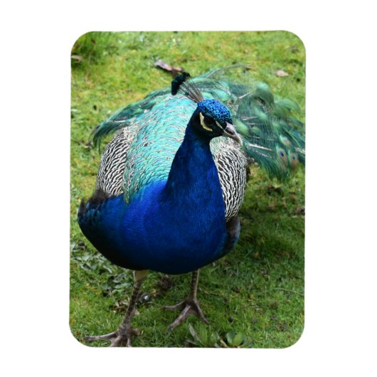 Regal Peacock Power マグネット (縦)