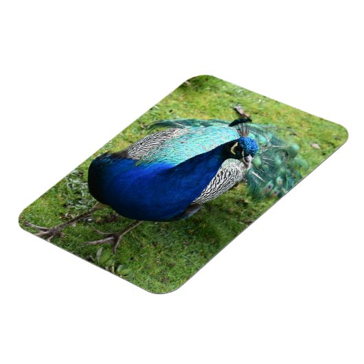 Regal Peacock Power マグネット (左側)