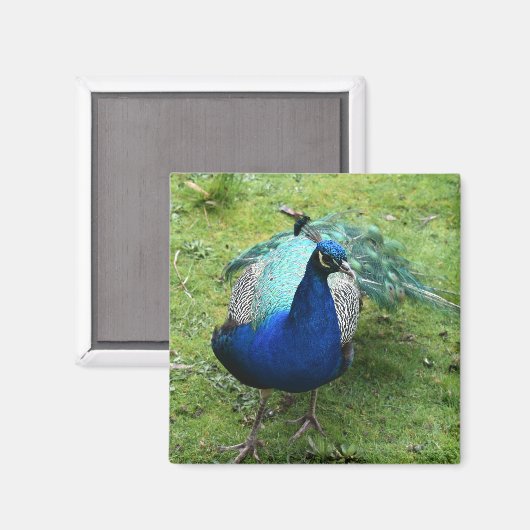 Regal Peacock Power  マグネット (正面/裏面)