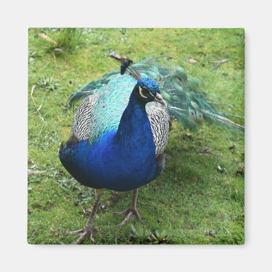 Regal Peacock Power マグネット (正面)