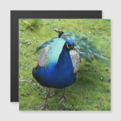 Regal Peacock Power Magnetic Card (正面/裏面)