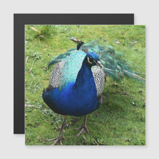 Regal Peacock Power Magnetic Card (正面/裏面)