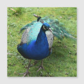 Regal Peacock Power Magnetic Card (正面)