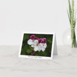 Regal Pelargonium花Collectivable Greeting カード