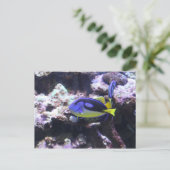 Regal Tang & Emperor Angelfish ポストカード (スタンド正面)