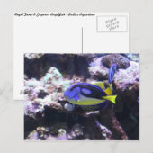 Regal Tang & Emperor Angelfish ポストカード (正面/裏面)