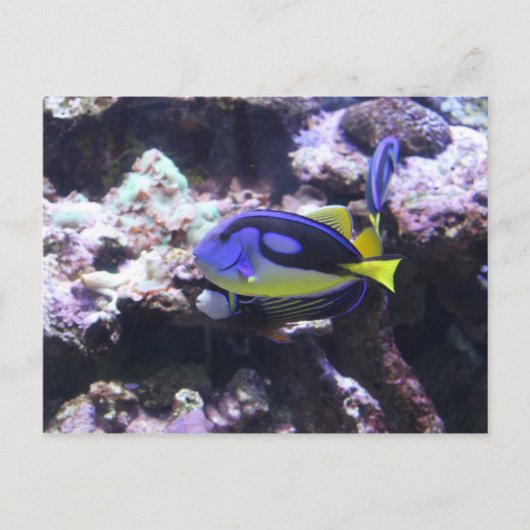 Regal Tang & Emperor Angelfish ポストカード (正面)