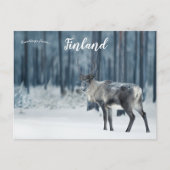 Reindeer in Lapland Finland ポストカード (正面)