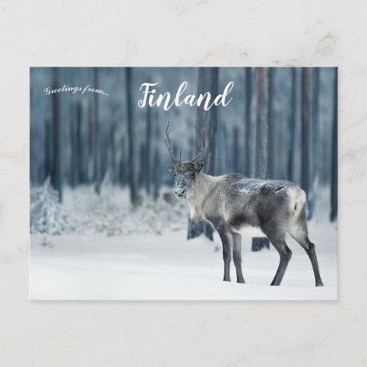 Reindeer in Lapland Finland ポストカード (正面)