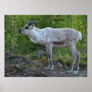 Reindeer in Lapland poster ポスター