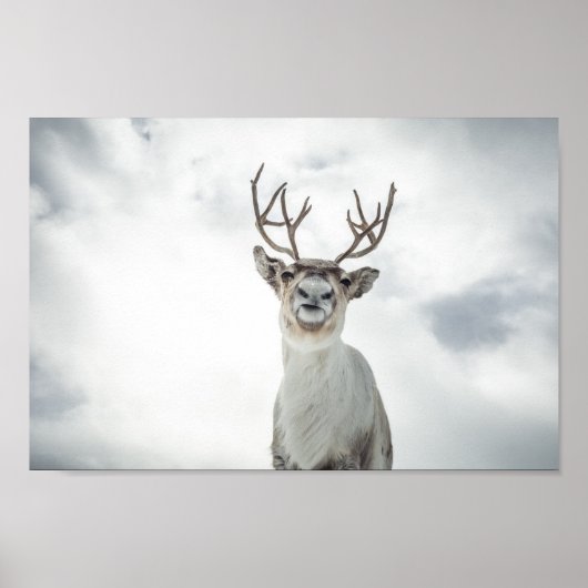 Reindeer Nature Photo ポスター (正面)