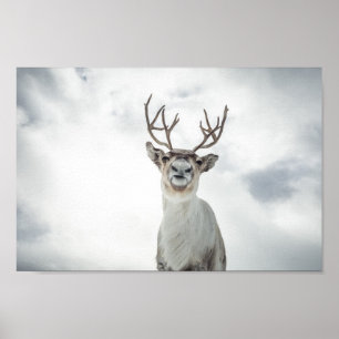 Reindeer Nature Photo ポスター