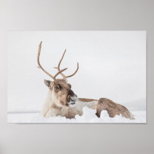 Reindeer Nature Photo ポスター