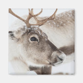 Reindeer Norway自然写真 マグネット (正面)