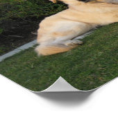 Relaxing Dog ポスター (角)