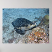 Relaxing Hawksbill ポスター (正面)