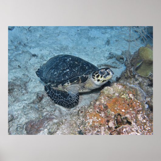 Relaxing Hawksbill ポスター (正面)