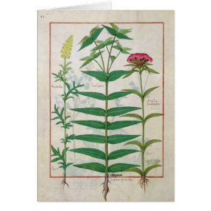 Reseda、トウダイグサ属およびナデシコ