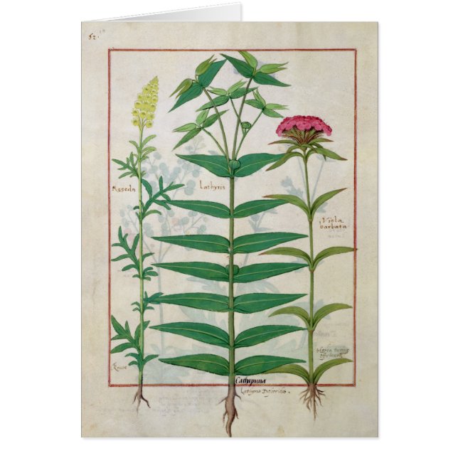 Reseda、トウダイグサ属およびナデシコ (正面)