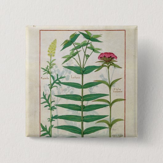 Reseda、トウダイグサ属およびナデシコ 缶バッジ (正面)