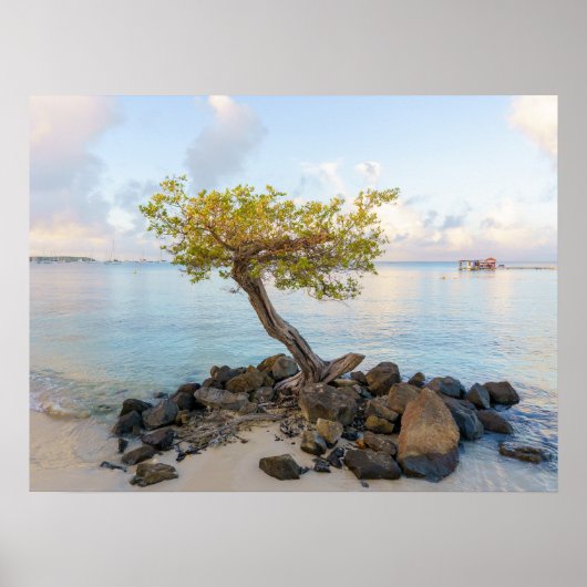 Resilient tree, soft coastal Caribbean ポスター (正面)